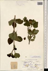 Viburnum lantana L., Caucasus, Azerbaijan (K6) (Azerbaijan)