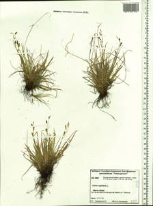 Carex capillaris L., Siberia, Central Siberia (S3) (Russia)