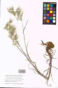 Bromus tectorum L., Eastern Europe, Moscow region (E4a) (Russia)