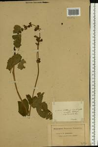 Salvia virgata Jacq., Eastern Europe, Lower Volga region (E9) (Russia)