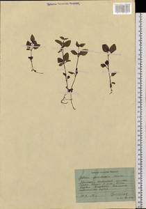 Pseudogalium paradoxum (Maxim.) L.E Yang, Z.L.Nie & H.Sun, Siberia, Russian Far East (S6) (Russia)