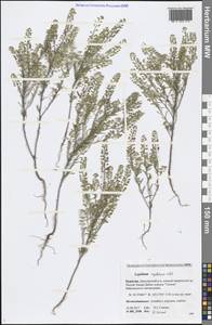 Lepidium apetalum Willd., Siberia, Baikal & Transbaikal region (S4) (Russia)