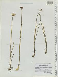 Allium maximowiczii Regel, Siberia, Russian Far East (S6) (Russia)