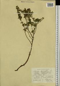 Spiraea hypericifolia L., Siberia, Altai & Sayany Mountains (S2) (Russia)