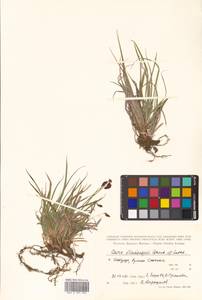 Carex flavocuspis Franch. & Sav., Siberia, Russian Far East (S6) (Russia)