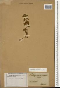 Polygonum cognatum subsp. cognatum, Caucasus (no precise locality) (K0)