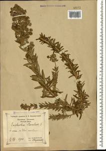 Euphorbia paralias L., Caucasus, Black Sea Shore (from Novorossiysk to Adler) (K3) (Russia)
