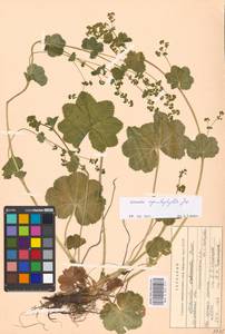 Alchemilla cymatophylla Juz., Eastern Europe, Moscow region (E4a) (Russia)