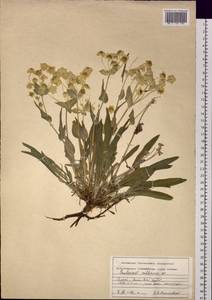 Bupleurum multinerve DC., Siberia, Altai & Sayany Mountains (S2) (Russia)