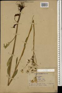 Tephroseris cladobotrys subsp. subfloccosa (Schischk.) Greuter, Caucasus, Azerbaijan (K6) (Azerbaijan)