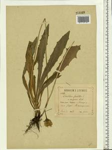 Leontodon hispidus L., Eastern Europe, Central forest-and-steppe region (E6) (Russia)