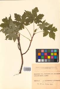 Ribes sachalinense (F. Schmidt) Nakai, Siberia, Russian Far East (S6) (Russia)