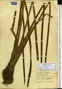 Sparganium erectum L., Eastern Europe, South Ukrainian region (E12) (Ukraine)