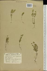 Alyssum turkestanicum Regel & Schmalh. ex Regel, Eastern Europe, Middle Volga region (E8) (Russia)