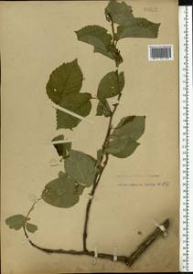 Ulmus minor subsp. minor, Eastern Europe, North Ukrainian region (E11) (Ukraine)