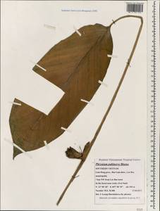 Phrynium pubinerve Blume, South Asia, South Asia (Asia outside ex-Soviet states and Mongolia) (ASIA) (Vietnam)