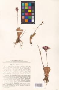 Primula fedtschenkoi Regel, Middle Asia, Pamir & Pamiro-Alai (M2) (Uzbekistan)