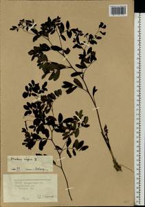 Lathyrus niger (L.) Bernh., Eastern Europe, West Ukrainian region (E13) (Ukraine)