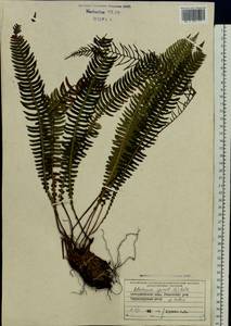 Struthiopteris spicant (L.) Weiss, Eastern Europe, West Ukrainian region (E13) (Ukraine)