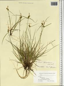 Carex oederi var. oederi, Eastern Europe, Northern region (E1) (Russia)