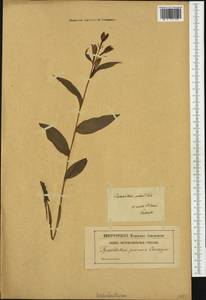 Cephalanthera longifolia (L.) Fritsch, Western Europe (EUR) (Poland)