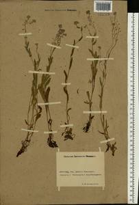 Myosotis, Eastern Europe, Rostov Oblast (E12a) (Russia)