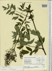 Thalictrum flavum L., Eastern Europe, Central region (E4) (Russia)