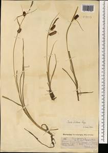 Carex pamirensis subsp. dichroa Malyschev, Mongolia (MONG) (Mongolia)