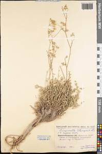 Pimpinella tragium Vill., Eastern Europe, North Ukrainian region (E11) (Ukraine)