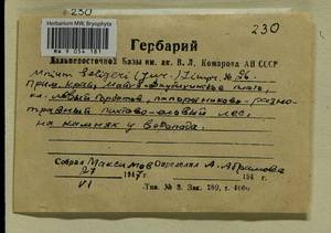 Plagiomnium elatum (Bruch & Schimp.) T.J. Kop., Bryophytes, Bryophytes - Russian Far East (excl. Chukotka & Kamchatka) (B20) (Russia)