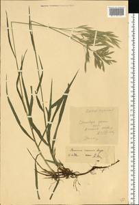 Bromus inermis Leyss., Eastern Europe, South Ukrainian region (E12) (Ukraine)