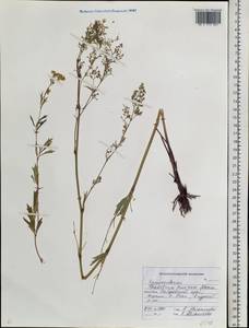 Thalictrum simplex subsp. amurense (Maxim.) Hand, Siberia, Russian Far East (S6) (Russia)