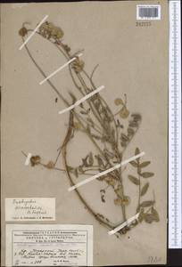 Onobrychis saravschanica B.Fedtsch., Middle Asia, Pamir & Pamiro-Alai (M2) (Uzbekistan)