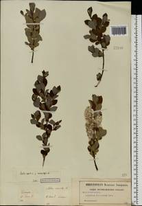 Salix aurita L., Eastern Europe, Central region (E4) (Russia)