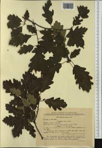 Quercus petraea (Matt.) Liebl., Western Europe (EUR) (Romania)