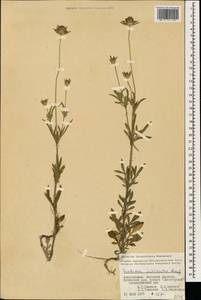 Lomelosia micrantha (Desf.) Greuter & Burdet, Caucasus, Azerbaijan (K6) (Azerbaijan)