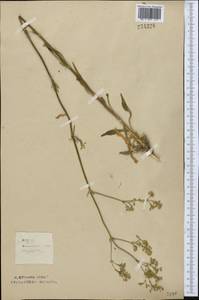 Silene wolgensis (Hornem.) Otth, Middle Asia, Northern & Central Kazakhstan (M10) (Kazakhstan)