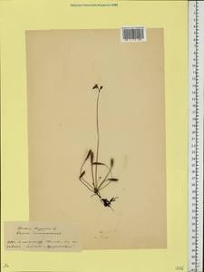 Drosera rotundifolia L., Eastern Europe, Belarus (E3a) (Belarus)