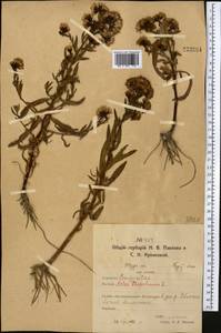 Tripolium pannonicum (Jacq.) Dobrocz., Middle Asia, Northern & Central Kazakhstan (M10) (Kazakhstan)