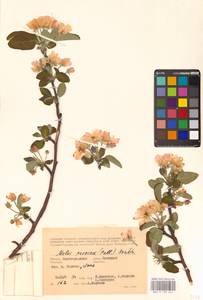 Malus sylvestris Mill., Eastern Europe, Lower Volga region (E9) (Russia)