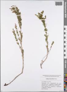Galium verum subsp. verum, Eastern Europe, Middle Volga region (E8) (Russia)