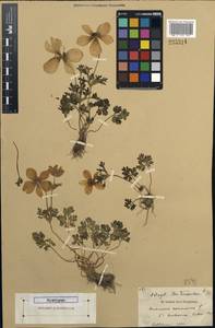 Anemone bucharica subsp. bucharica, Unclassified