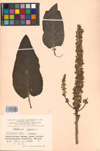 Verbascum nigrum L., Eastern Europe, Moscow region (E4a) (Russia)