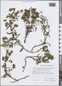 Euphorbia subcordata Ledeb., Eastern Europe, Eastern region (E10) (Russia)