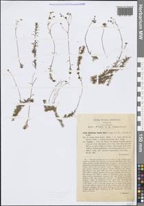 Saxifraga tenella Wulfen, Western Europe (EUR) (Italy)