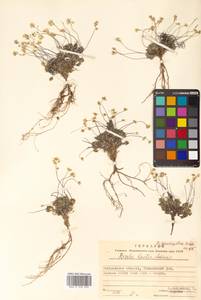Draba magadanensis Berkut. & A. P. Khokhr., Siberia, Chukotka & Kamchatka (S7) (Russia)