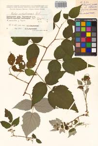 Rubus idaeus subsp. melanolasius Focke, Siberia, Russian Far East (S6) (Russia)