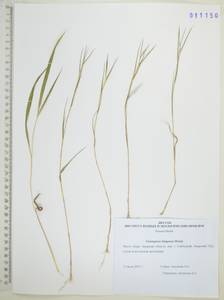 Cleistogenes kitagawae Honda, Siberia, Russian Far East (S6) (Russia)