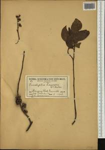 Eucalyptus × laseronii R.T.Baker, Australia & Oceania (AUSTR) (Australia)