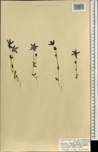 Lomatogonium carinthiacum (Wulfen) Reichenb., Mongolia (MONG) (Mongolia)
